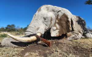hunting safari botswana