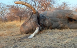 hunting safari botswana