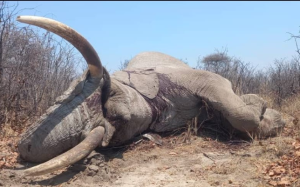 hunting safari botswana