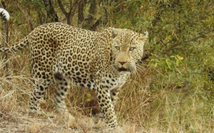 hunting safari botswana
