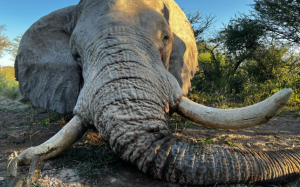 hunting safari botswana