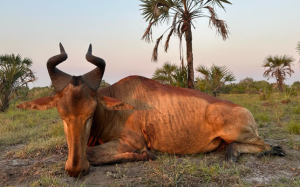 african_sunset_hunting_safari_mozambique 12