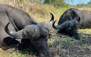 african_sunset_hunting_safari_mozambique 9