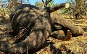 african_sunset_hunting_safari_zambia 13