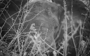 african_sunset_hunting_safari_zambia 6