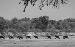 african_sunset_hunting_safari_zambia 7