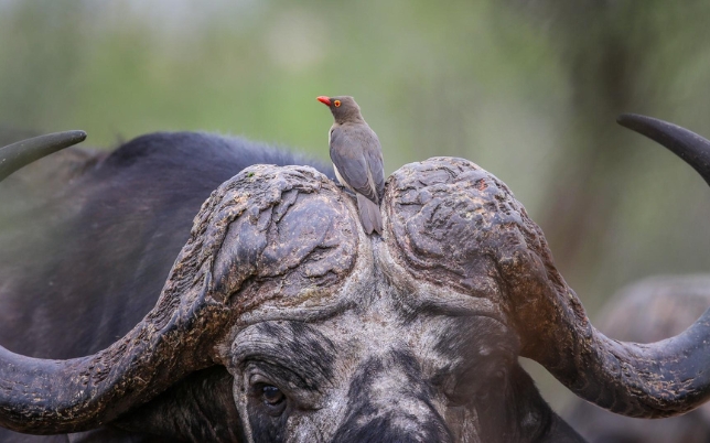African Sunset Hunting Safari image of wildlife