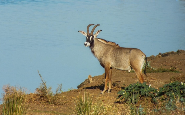African Sunset Hunting Safari image of wildlife