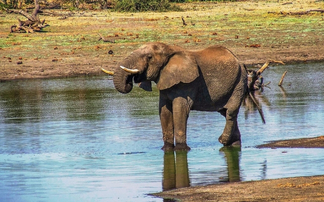 African Sunset Hunting Safari image of wildlife