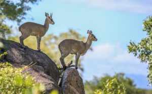 African Sunset Hunting Safari image of wildlife
