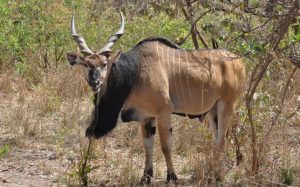 African Sunset Hunting Safari image of wildlife