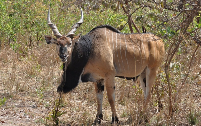African Sunset Hunting Safari image of wildlife