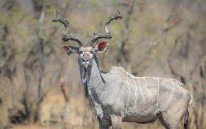 African Sunset Hunting Safari image of wildlife