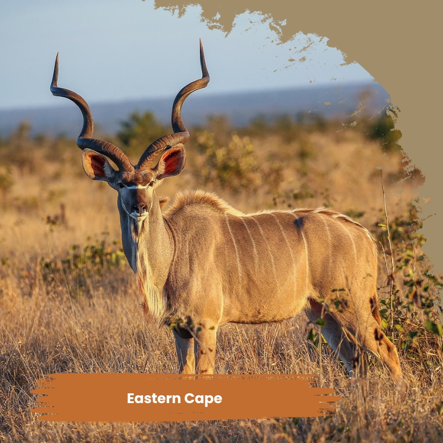 African Sunset Hunting Safari image of wildlife