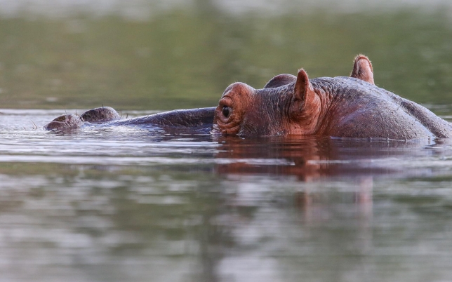 African Sunset Hunting Safari image of wildlife