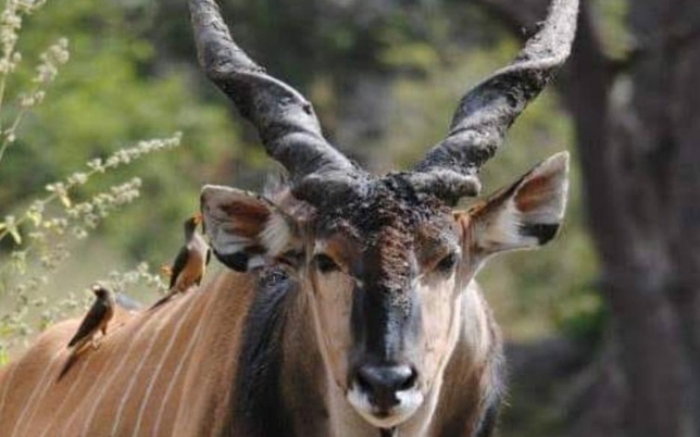 African Sunset Hunting Safaris