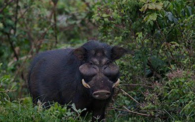 African Sunset Hunting Safaris