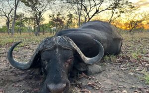 Mozambique, Niassa Reserve, R3.