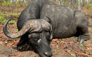 Mozambique, Niassa Reserve, R3.