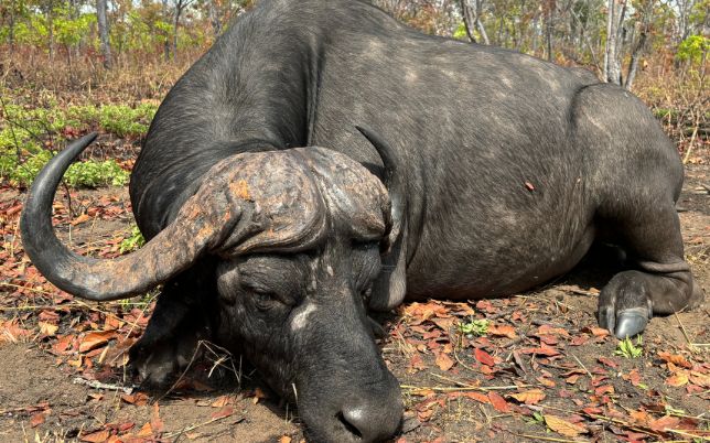 Mozambique, Niassa Reserve, R3.