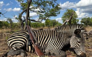 Mozambique, Niassa Reserve, R3.